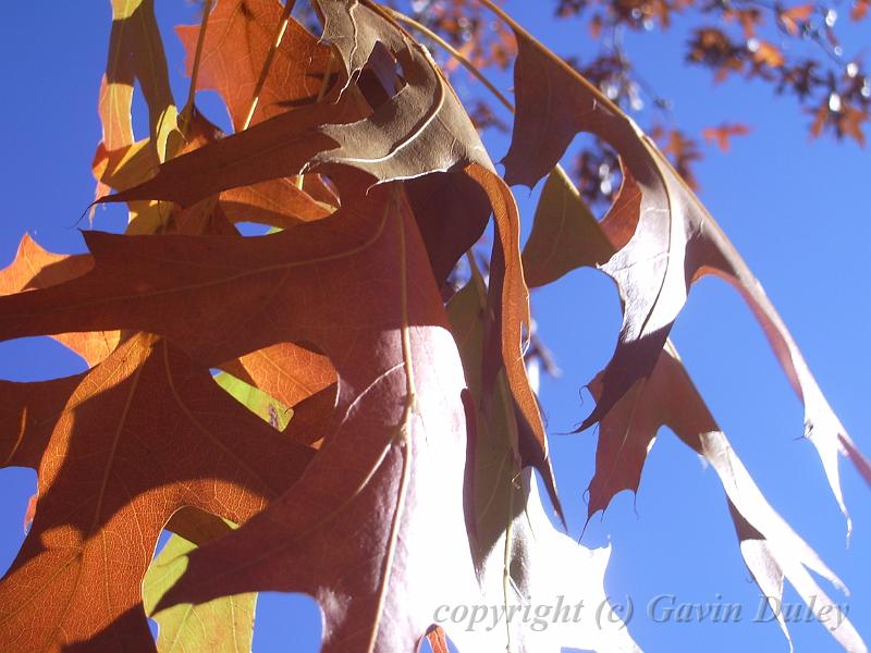 Autumn leaves, University of New England IMGP8843.JPG